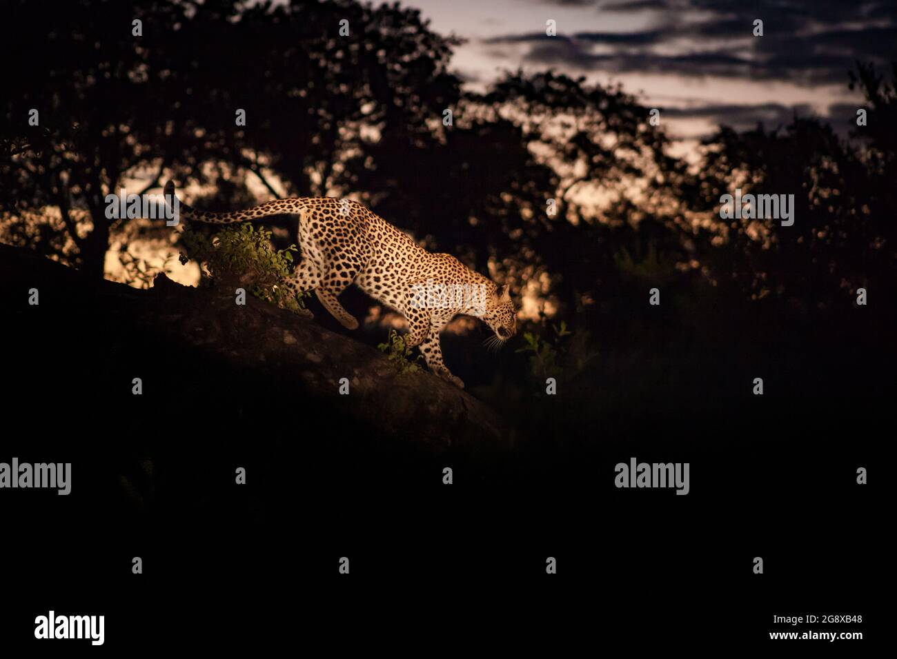 Un leopardo, Panthera pardus, scende un log al tramonto, illuminato da un riflettore Foto Stock