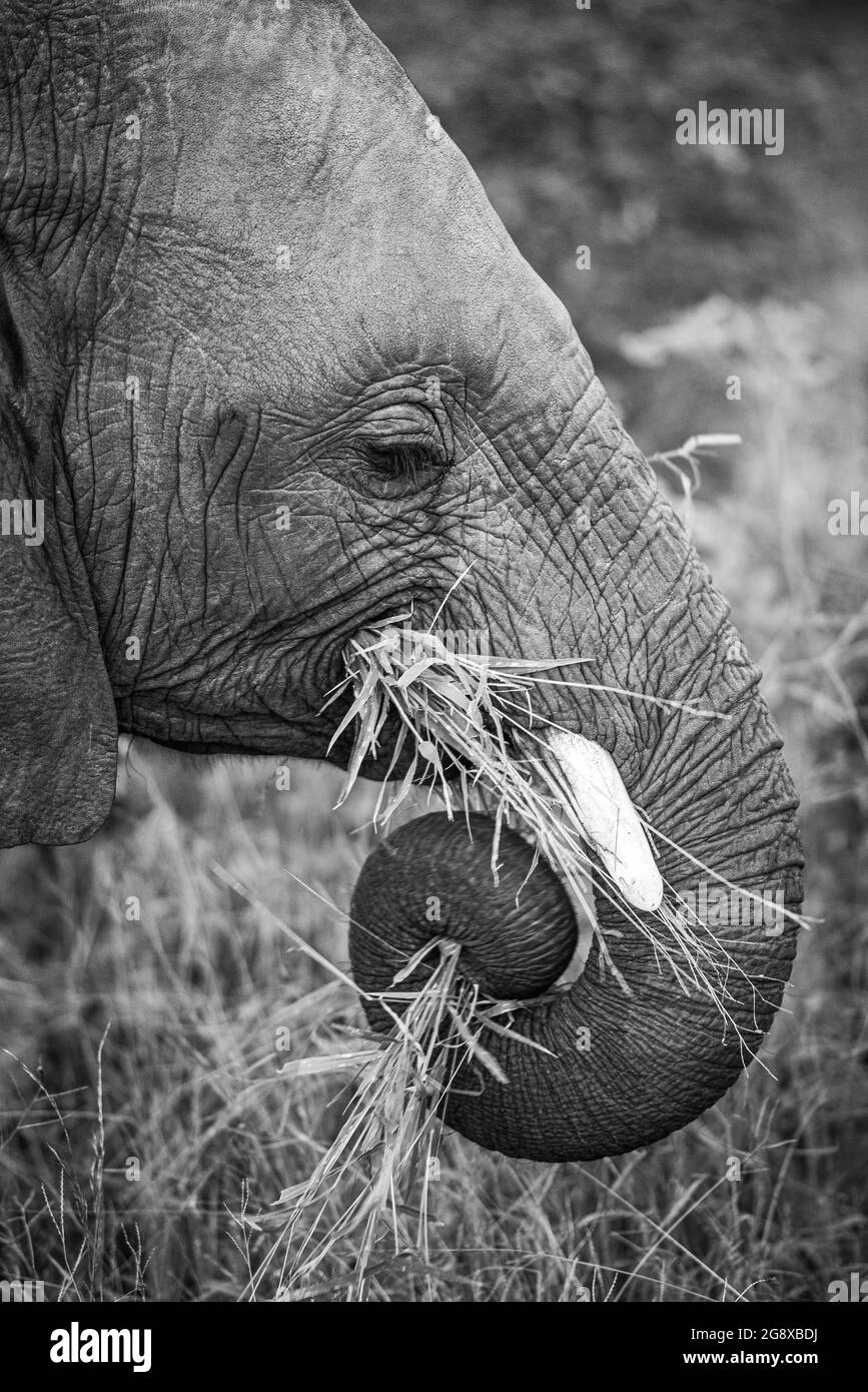 Il profilo laterale di un elefante, Loxodonta africana, tronco avvolto mentre si mangia erba, in bianco e nero Foto Stock