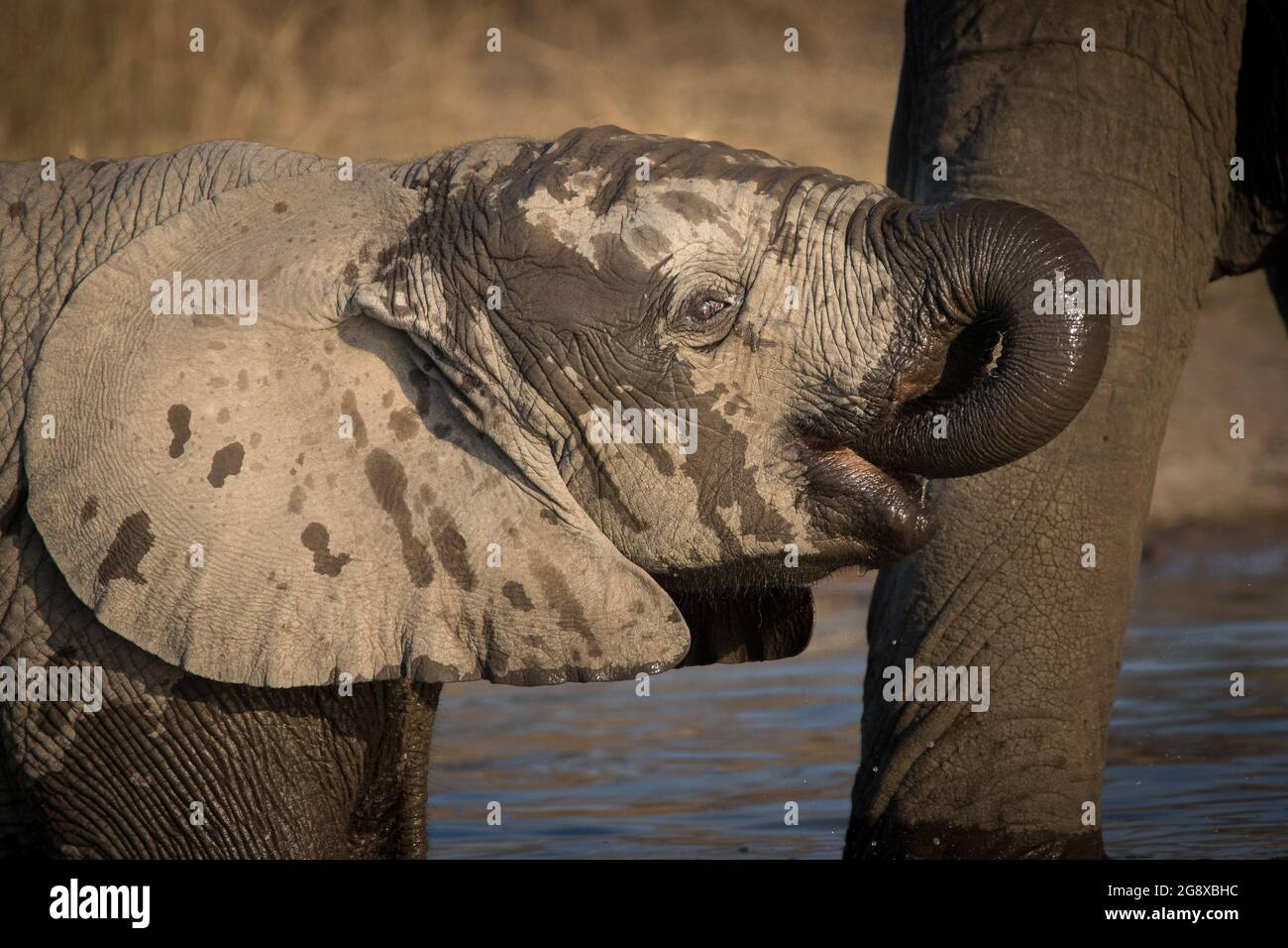 Un vitello elefante, Loxodonta africana, bevande acqua, pelle bagnata Foto Stock
