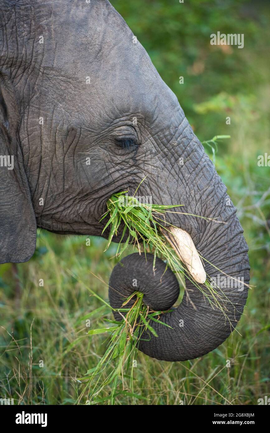 Il profilo laterale di un elefante, Loxodonta africana, tronco avvolto mentre si mangia erba Foto Stock