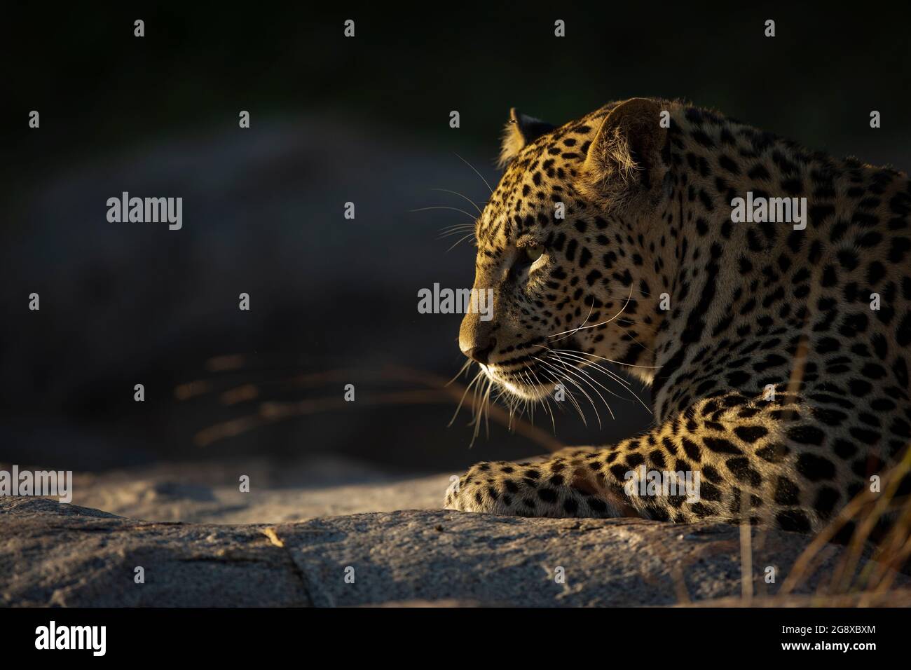 Il profilo laterale di un leopardo, Panthera pardus, in luce morbida Foto Stock