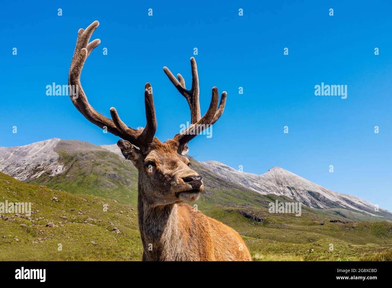 Un magnifico cervo di cervo di fronte alle montagne di Beinn Eighe Ridge a Torridon, negli altopiani della Scozia Foto Stock