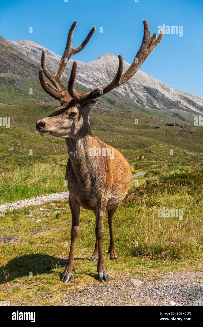 Un magnifico cervo di cervo di fronte alle montagne di Beinn Eighe Ridge a Torridon, negli altopiani della Scozia Foto Stock