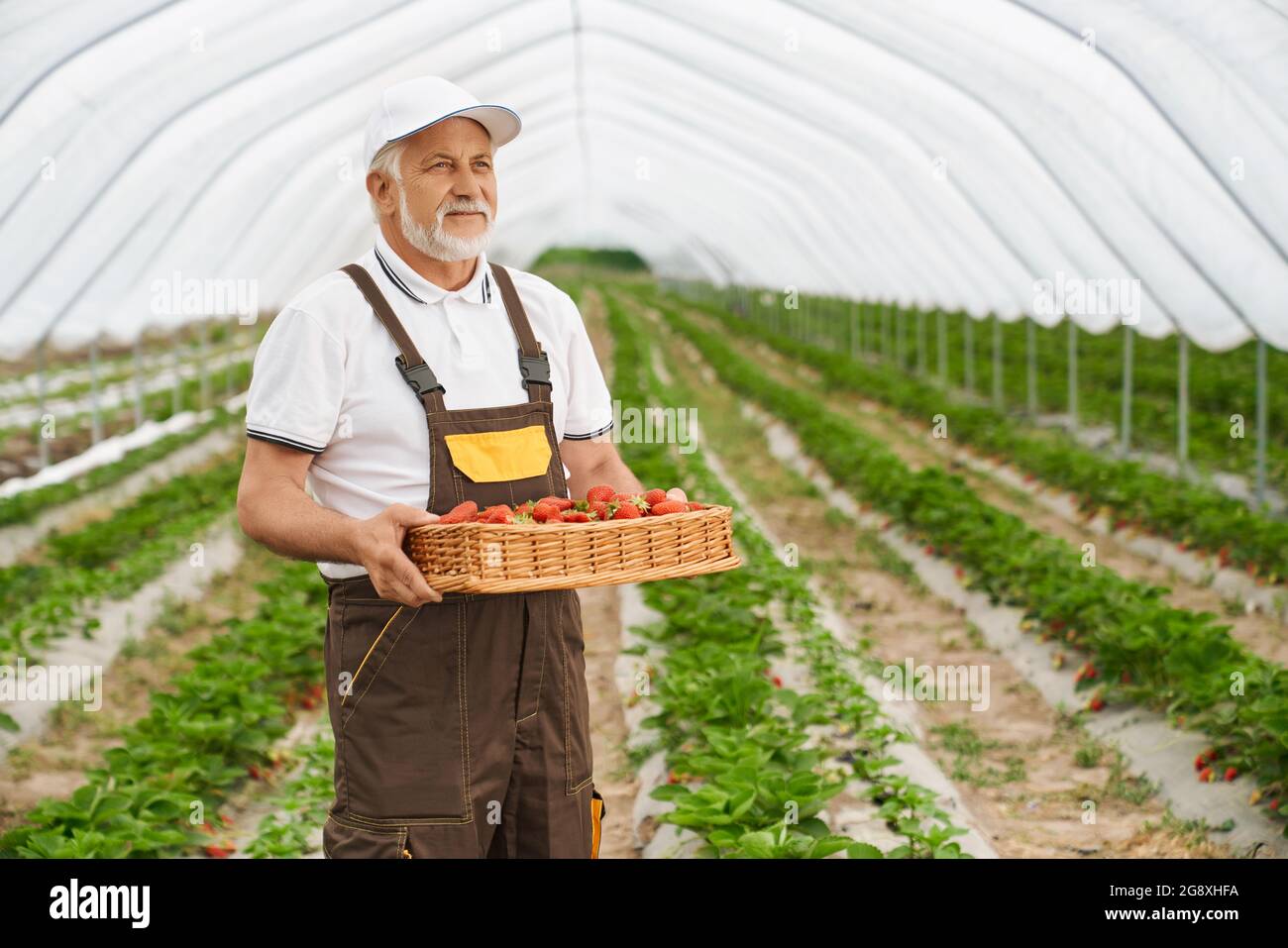 Vista frontale dell'uomo adulto con cappuccio bianco e uniforme marrone scuro che tiene il cesto con deliziosa fragola rossa succosa in una grande serra moderna. Concetto di azienda di raccolta bacche. Foto Stock