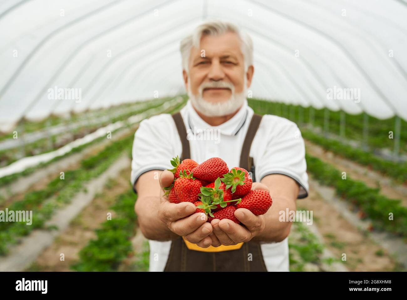 Vista frontale dell'uomo anziano che tiene fragole mature e rosse appena provenienti dal suolo in grande serra. Concetto di processo Godetevi la raccolta di fragole in serra. Foto Stock