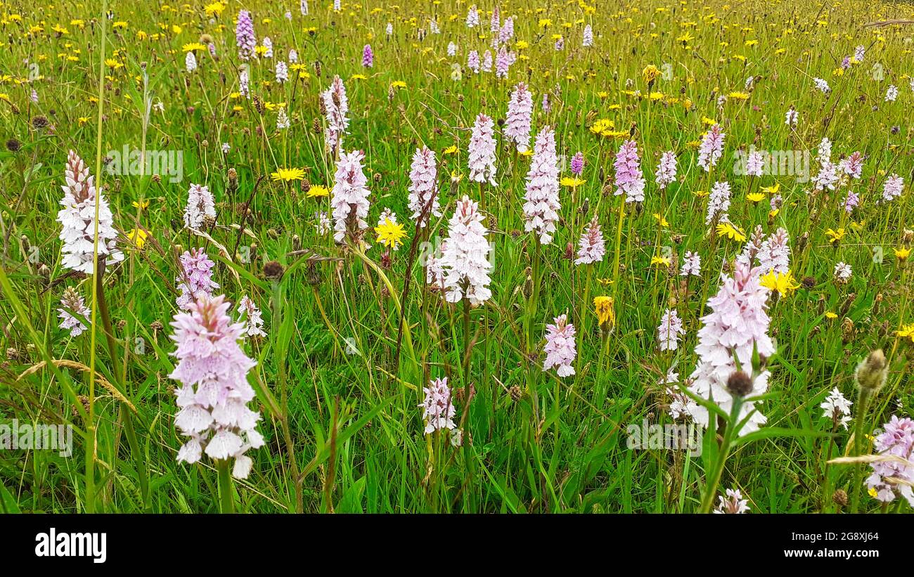 Orchidee in un prato di fiori selvatici vicino a Tarn Howes, Lake District, UK. Foto Stock