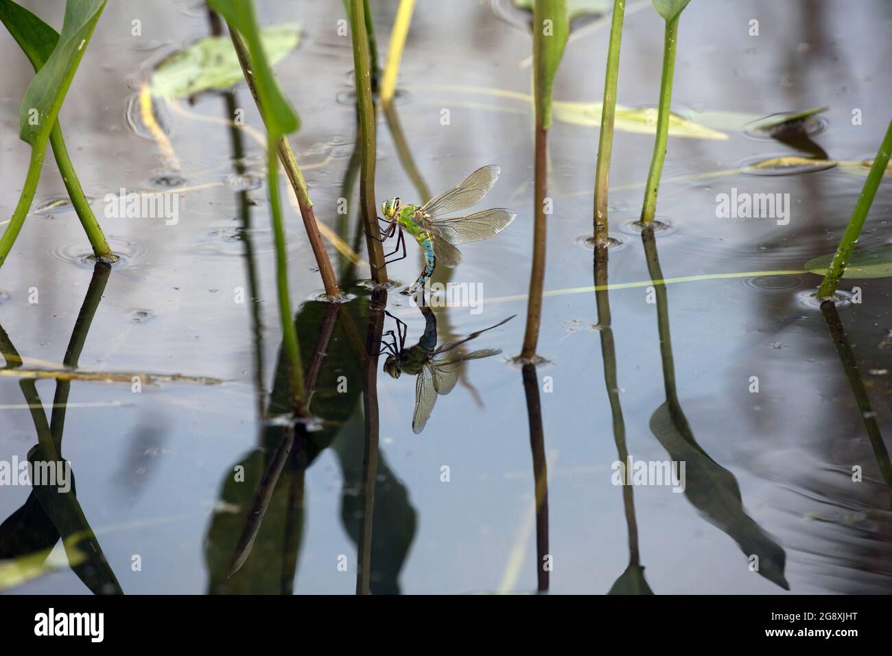 Singola femmina Imperatore Dragonfly Anax imperator; uovo-posa stagno inpiccolo, Cotswolds, Regno Unito Foto Stock