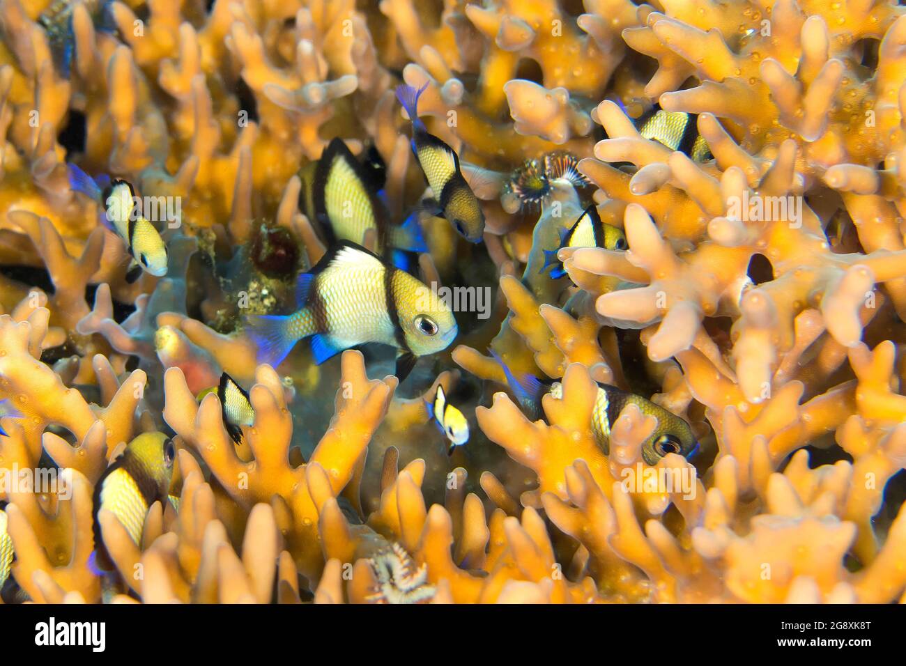 Two Stripe damselfish, dascyllus reticolato, Headband Humbug, Dascyllus reticulatus, Lembeh, Nord Sulawesi, Indonesia, Asia Foto Stock