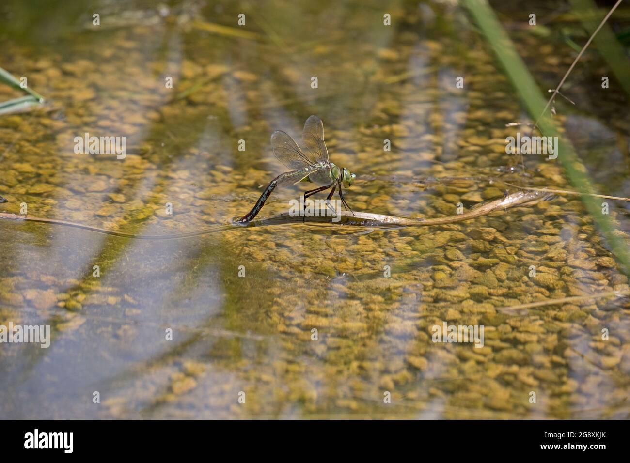 Singola femmina Imperatore Dragonfly Anax imperator; uovo-posa stagno inpiccolo, Cotswolds, Regno Unito Foto Stock