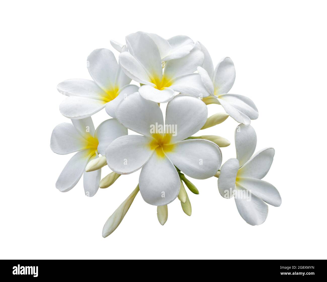 Fiori tropicali frangipani (plumeria) isolato su sfondo bianco Foto Stock