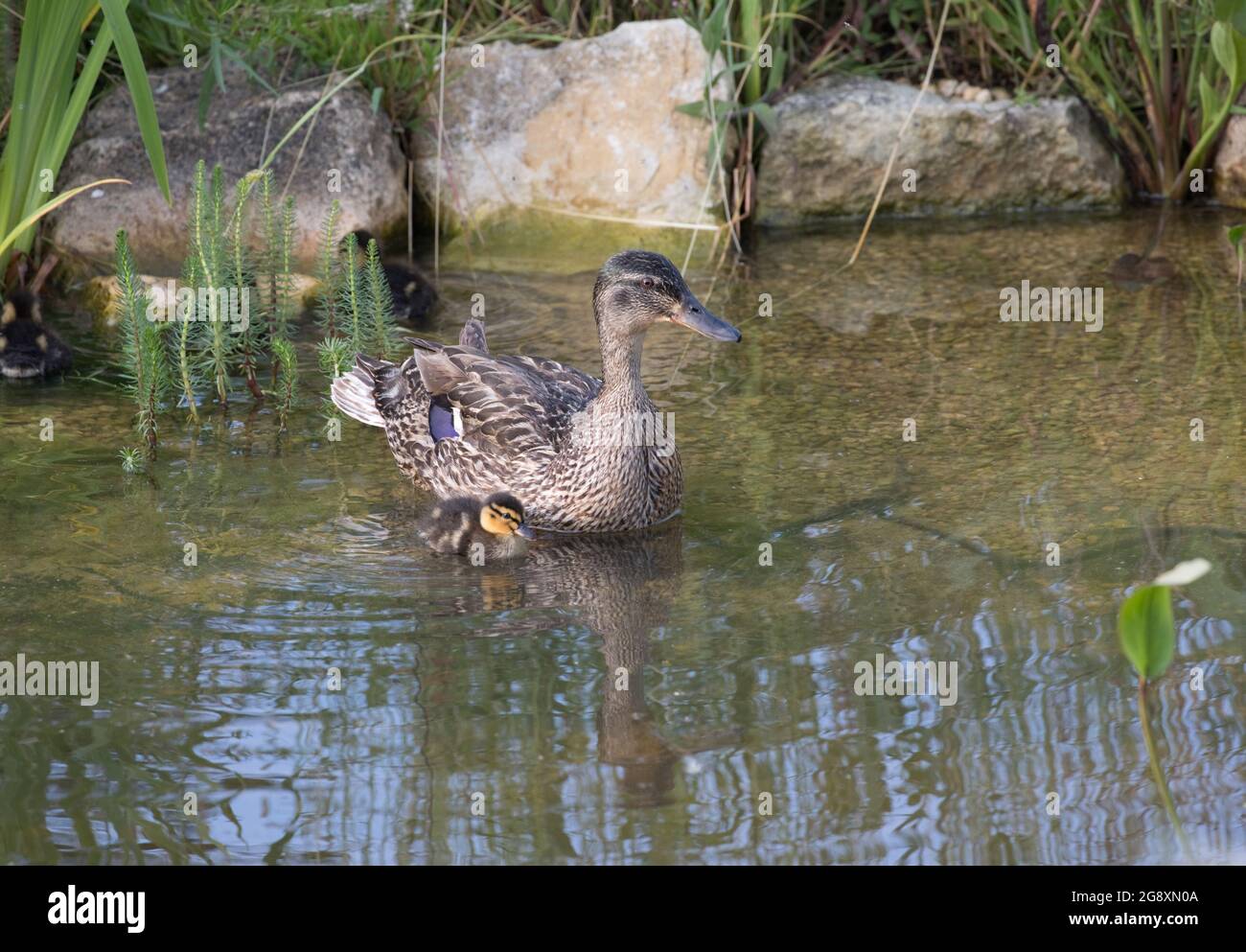 Femmina d'anatra di Mallard Anas platyrhynchos nuoto sullo stagno con anatroccolo giovane Foto Stock