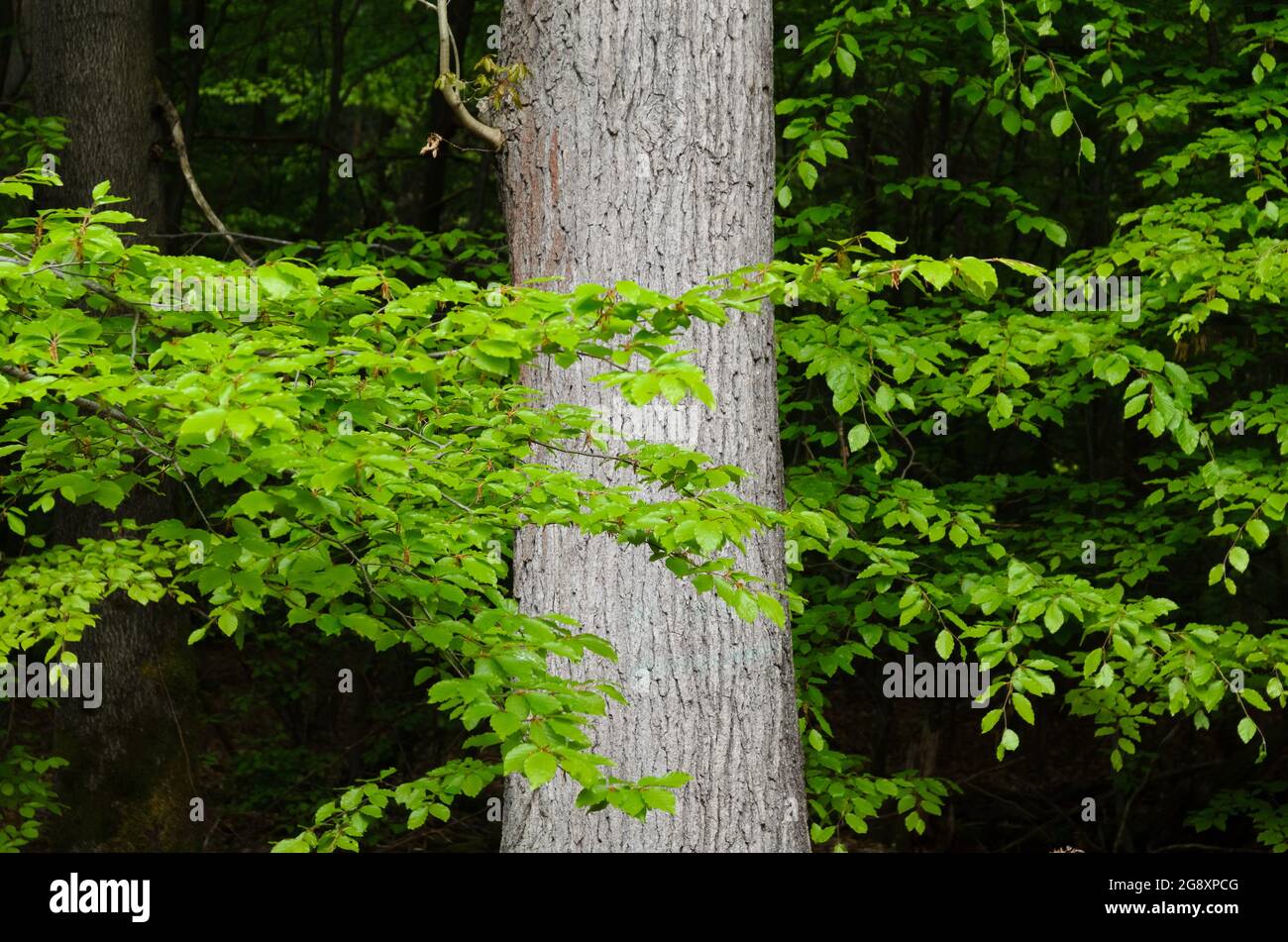 Scenario forestale con tronco di albero e verde fogliame nei boschi rurali Foto Stock