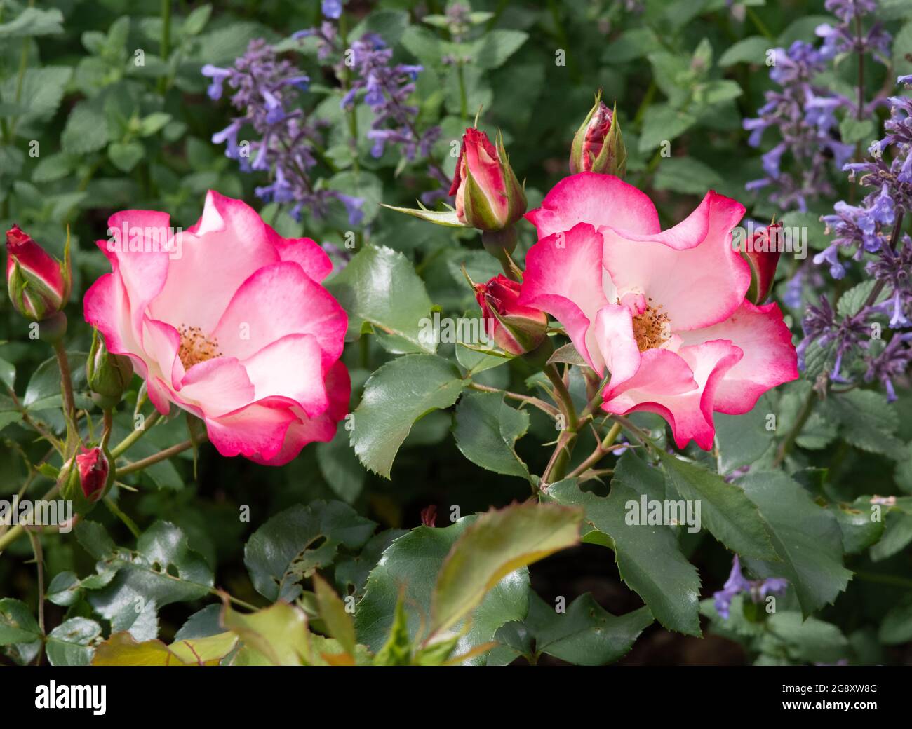 Compleanno di rose girl Foto Stock