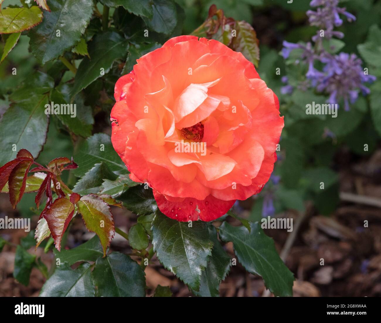 Rosa per te con Amore Foto Stock