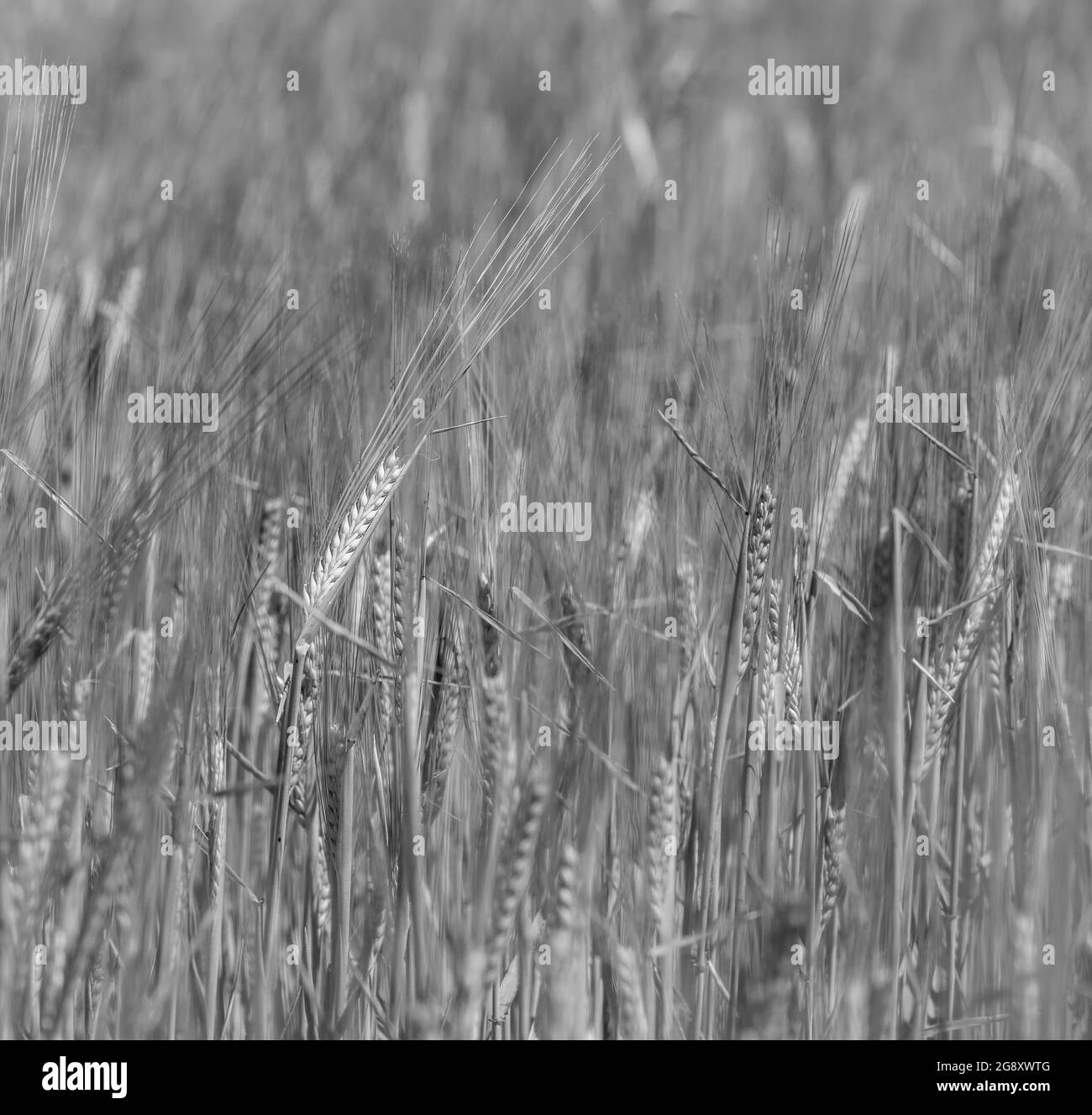 Campo seminato con grano pronto alla raccolta, la Pampa Provincia , Patagonia , Argentina. Foto Stock