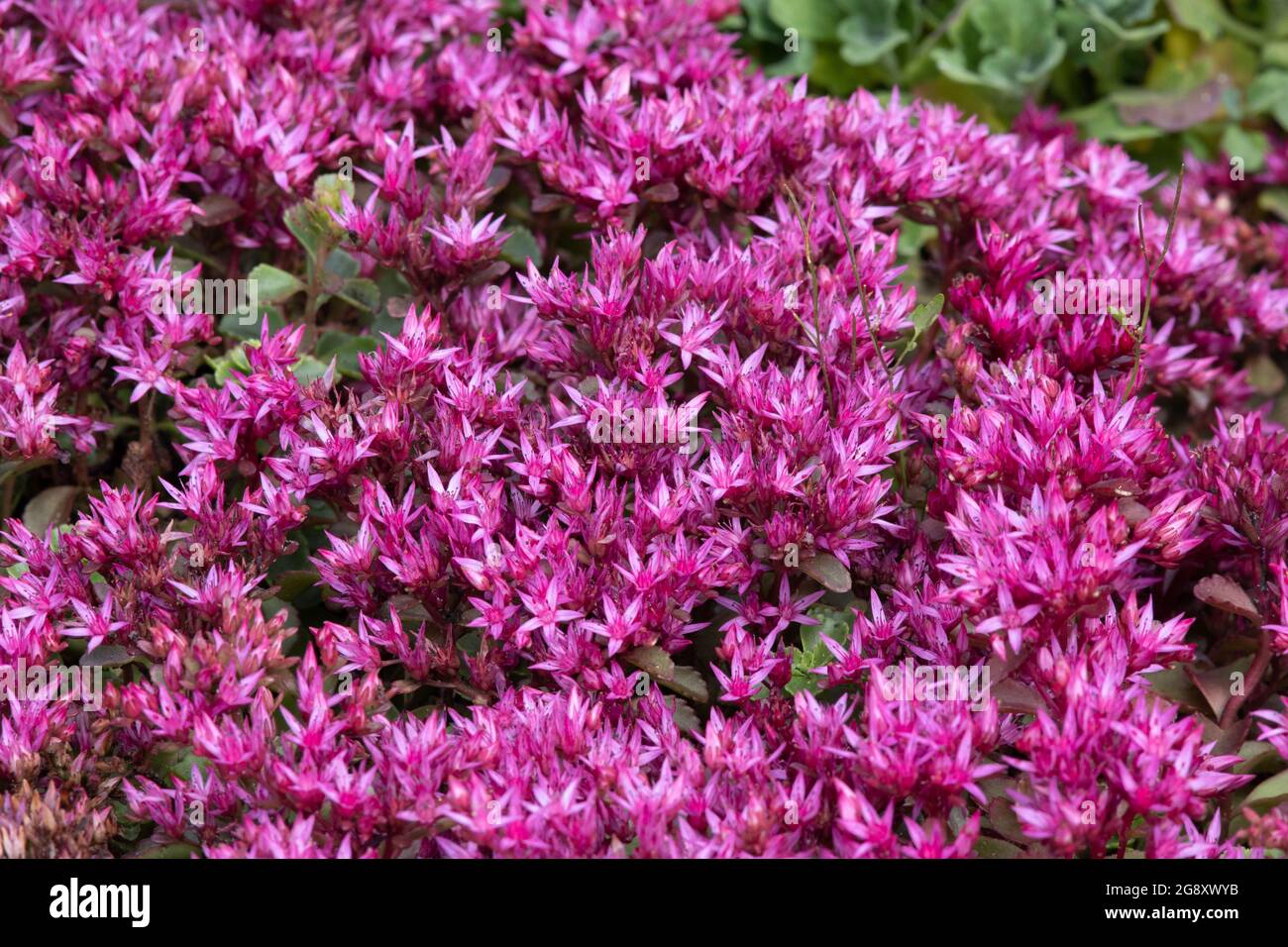 Sedum spurium "" Voodoo Foto Stock