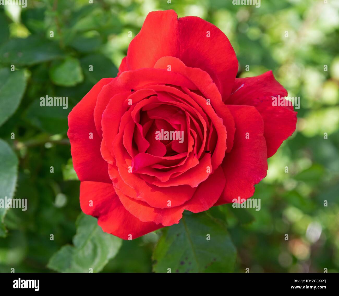 Nuvola profumata di rose Foto Stock