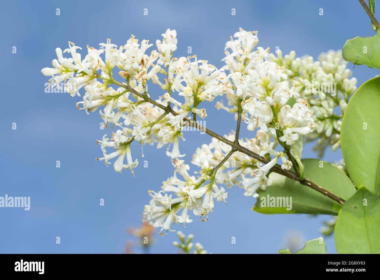 Privato giapponese (Ligustrum japonicum), Isehara, Prefettura di Kanagawa, Giappone Foto Stock