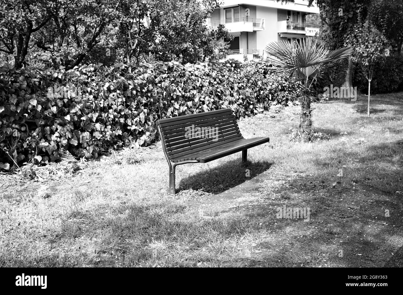 Una panchina di legno isolata in un parco pubblico vicino a un palmeto (Marche, Italia, Europa) Foto Stock