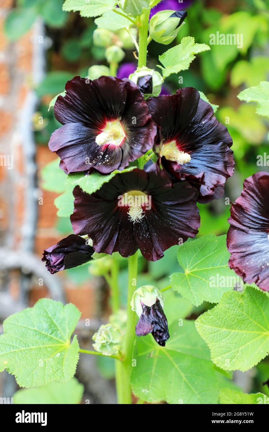 I fiori scuri di una pianta di "Nigra" dell'Alcea (Black Hollyhock), Inghilterra, Regno Unito Foto Stock