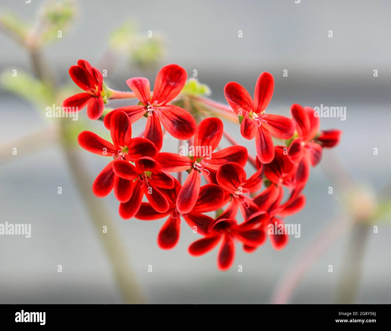 I vividi fiori rossi di una pianta di Pelargonio "Red ardens", Inghilterra, Regno Unito Foto Stock