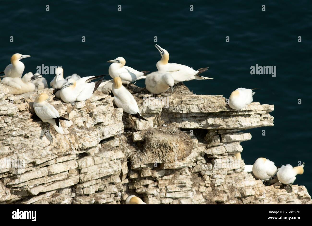 Le gannette trascorrono la maggior parte dell'anno in mare aperto ma ritornano ogni primavera ai nidi di roccia per riprodursi. Bempton Cliffs è l'unico sito di nido sulla terraferma Foto Stock