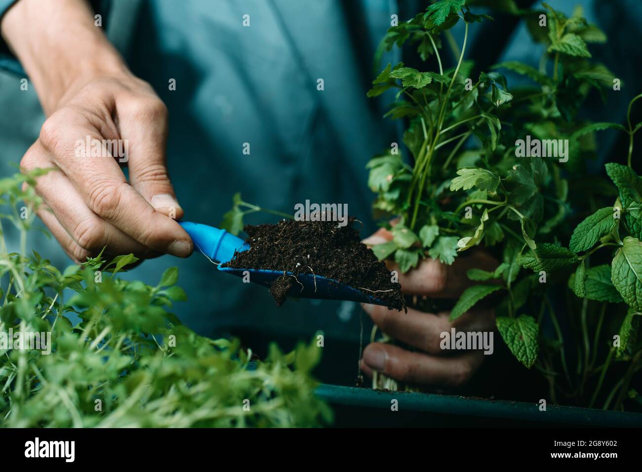 closeup di un uomo caucasico, in un cappotto da lavoro grigio, aggiungendo un po 'di terreno con una pala di plastica blu a una finestra di plastica verde fiore scatola, mentre sta piantando s. Foto Stock