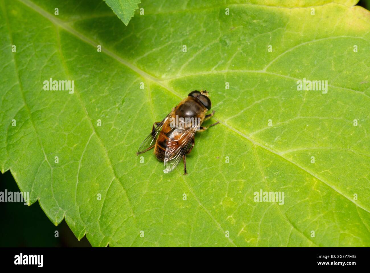 Drone fly (Eristalis tenax), Isehara City, Prefettura di Kanagawa, Giappone Foto Stock