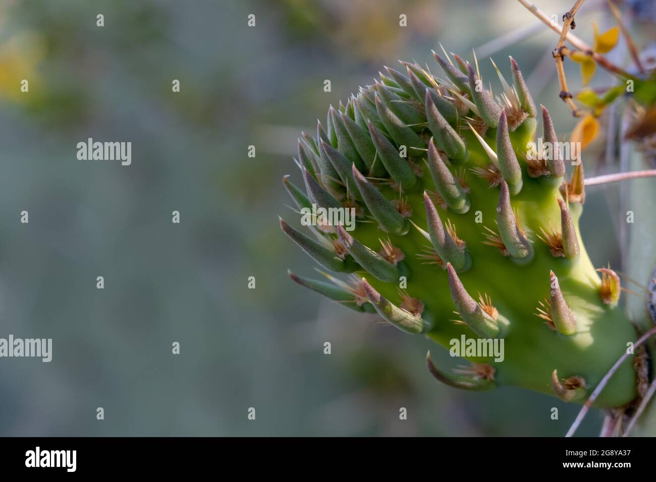 Nuova crescita sul fusto di cactus di pera prickly con particolari di spine Foto Stock