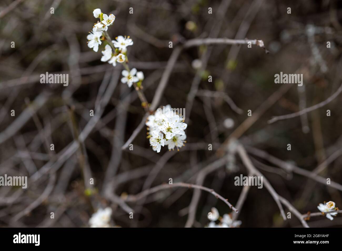 Piccoli fiori bianchi di alyssum fiorito sul ramo in primavera Foto Stock