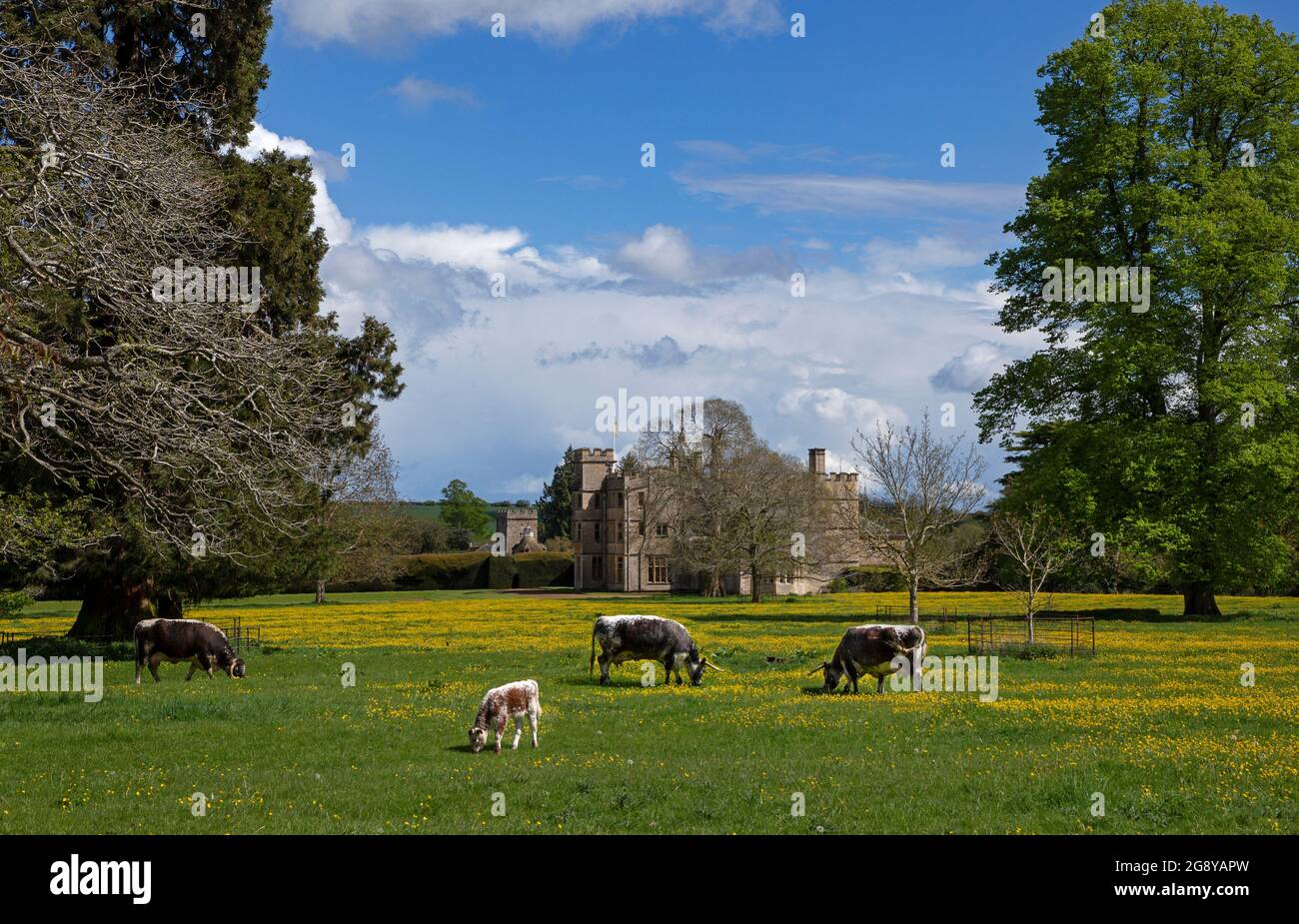 Inglese Longhorn bestiame pascolo su prati fuori Rousham House, Oxfordshire, Inghilterra Foto Stock
