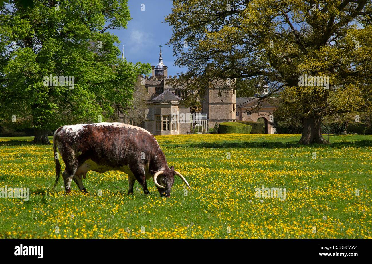 Inglese Longhorn bestiame pascolo su prati fuori Rousham House, Oxfordshire, Inghilterra Foto Stock