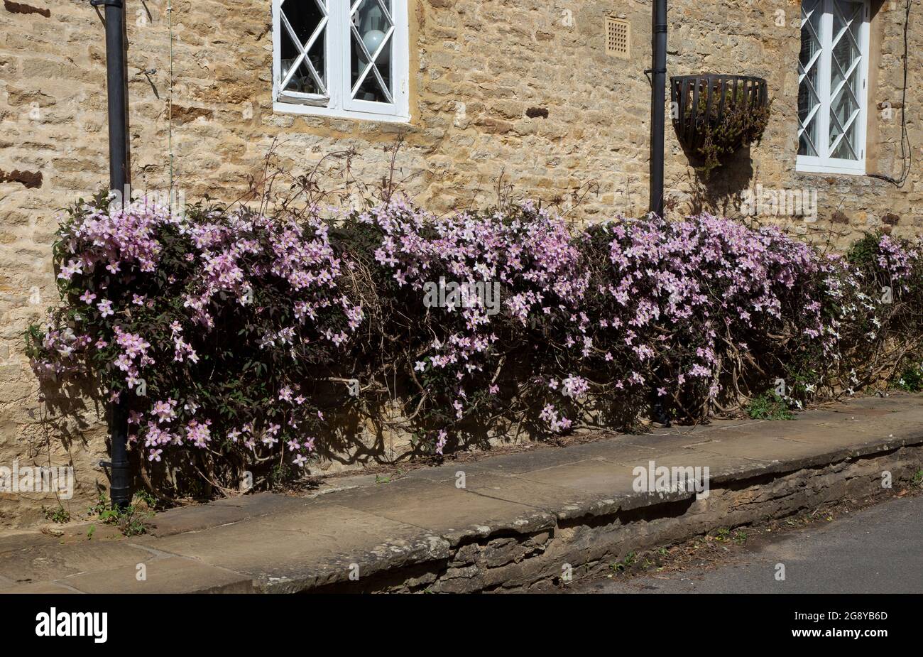 Estate parete clematis arrampicata su cottage, inghilterra Foto Stock
