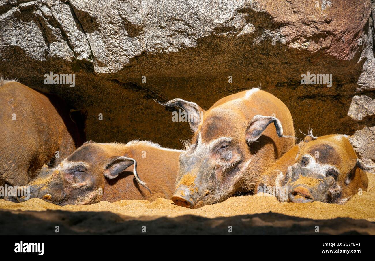 Red River Hog o Bushpig (porco di Potamochoerus). Membro selvatico della famiglia di suini. Questo gruppo di maschi a riposo è stato fotografato nel Bioparc, Fuengi Foto Stock