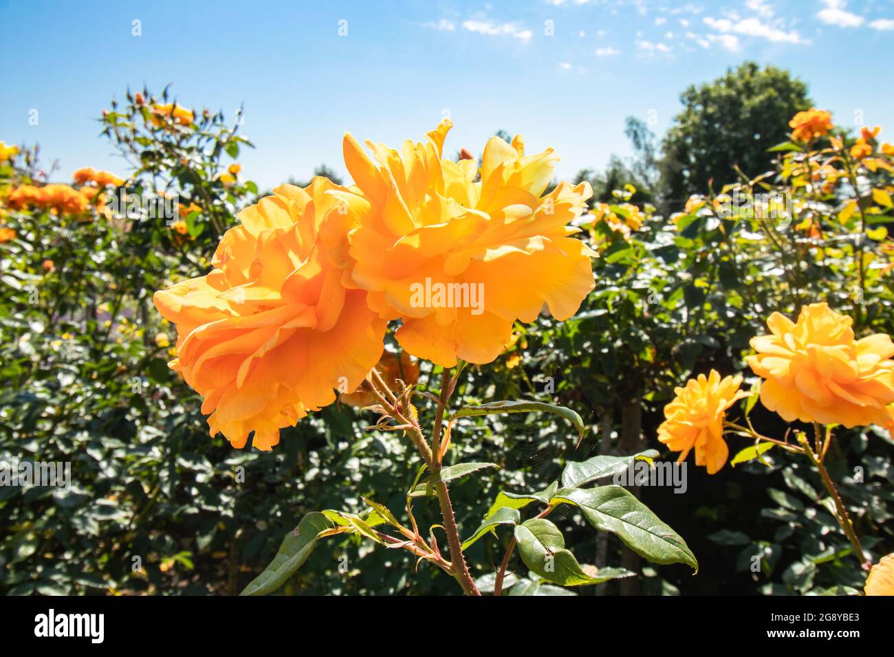 Rose arancioni gialle al Chartwell Manor, ex casa di William Churchill vicino a Westerham nel Kent Foto Stock