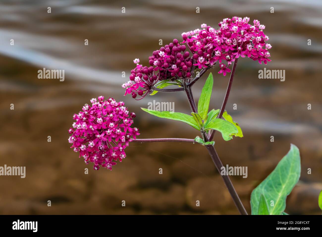 Swamp Milkweed, Asclepias incarnata, al Seney National Wildlife Refuge, Upper Peninsula, Michigan, USA Foto Stock