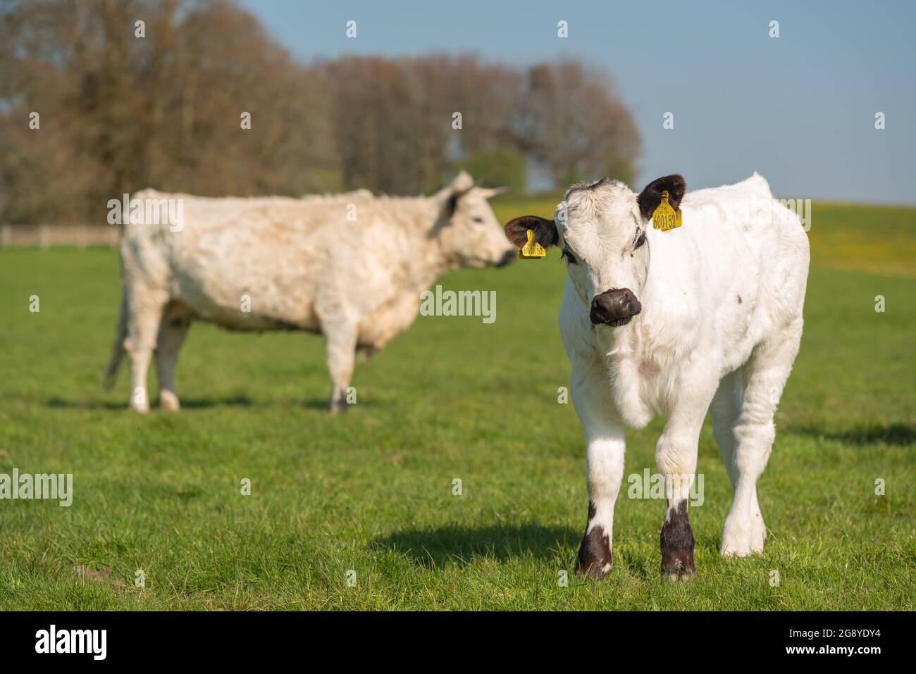 Parco bianco bovini Foto Stock