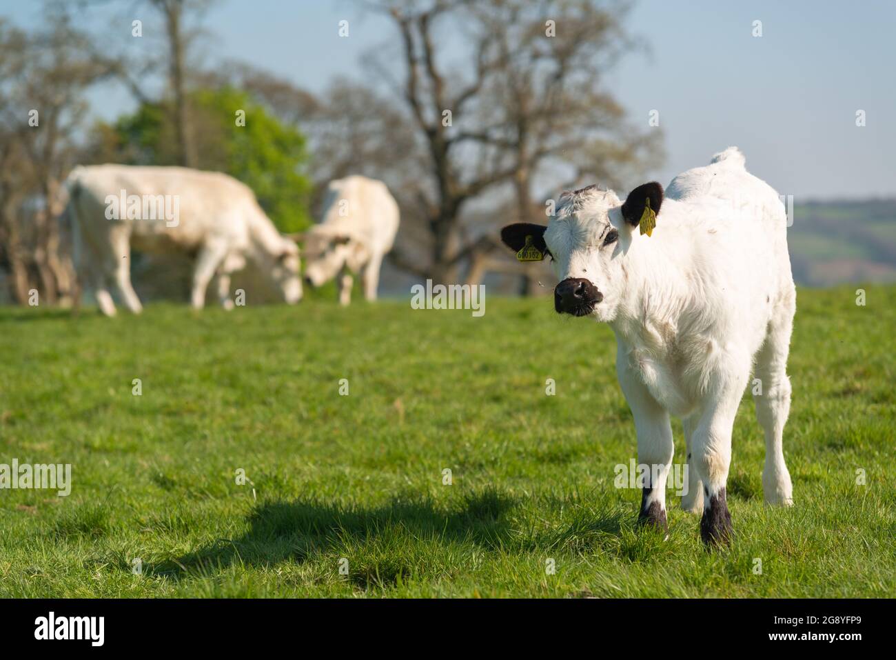 Parco bianco bovini Foto Stock