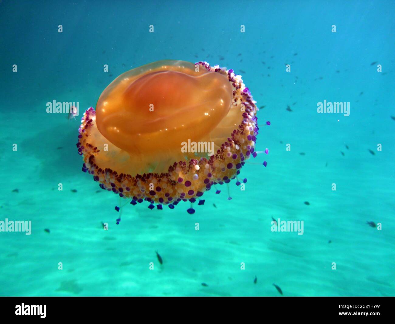 Cotylorhiza Tubercolata, Cassiopea, Mar Mediterraneo Foto Stock