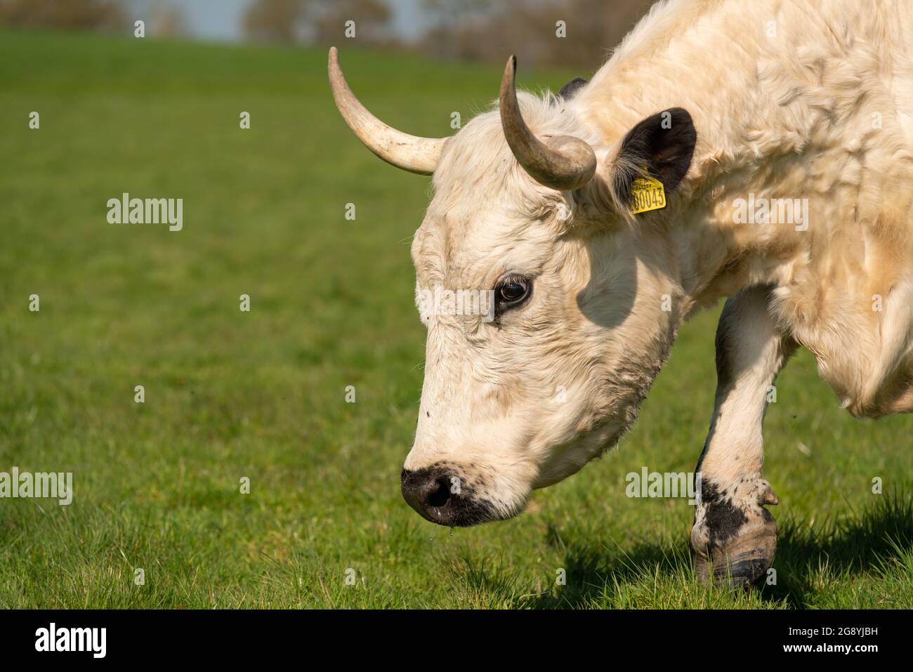 Parco bianco bovini Foto Stock