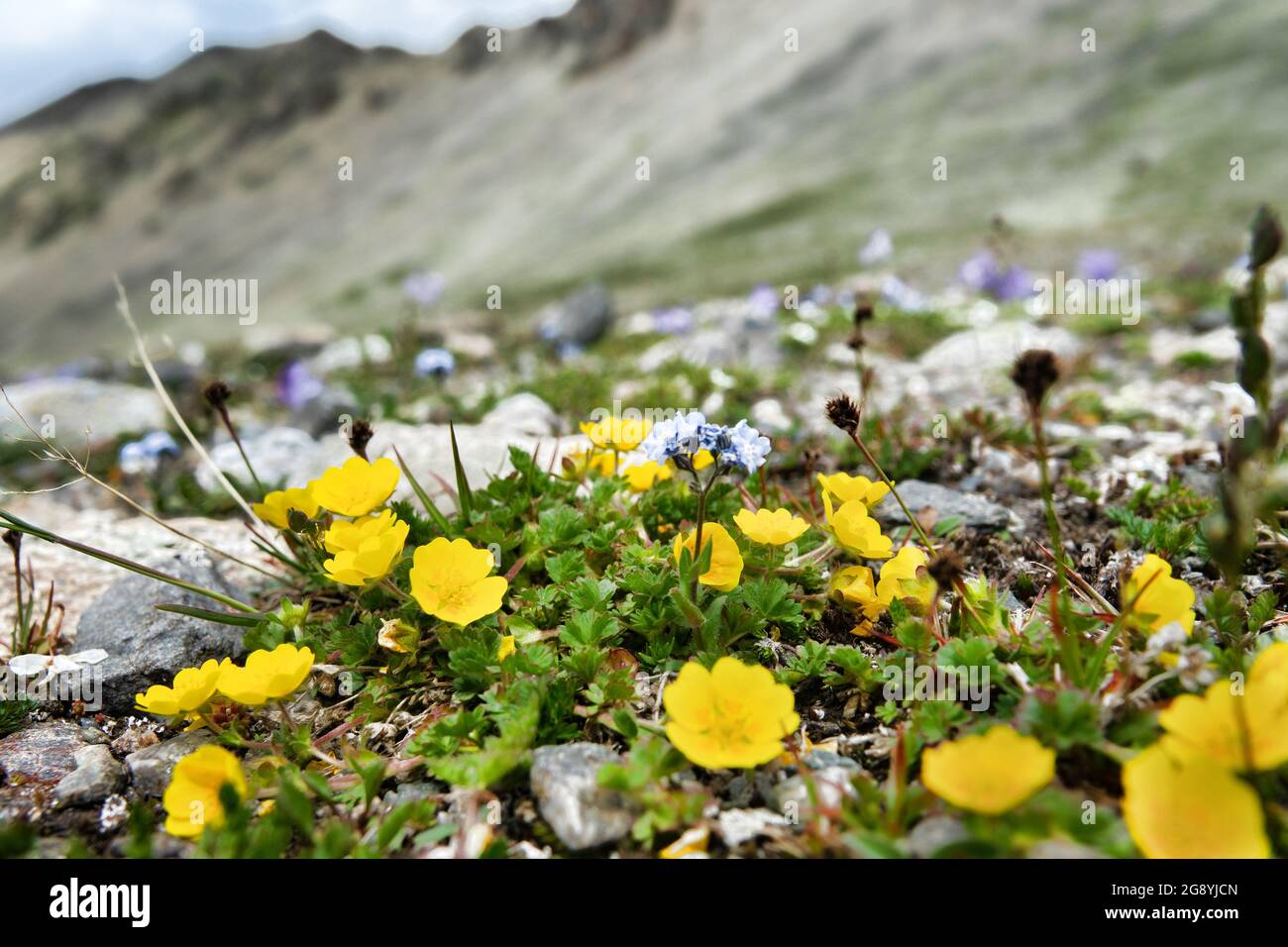 Il cinquefoil alpino (Potentilla crantzii) dominano nelle comunità dei prati. Il limite superiore del prato alpino, ghiaioso semi-deserto, versante meridionale. El Foto Stock