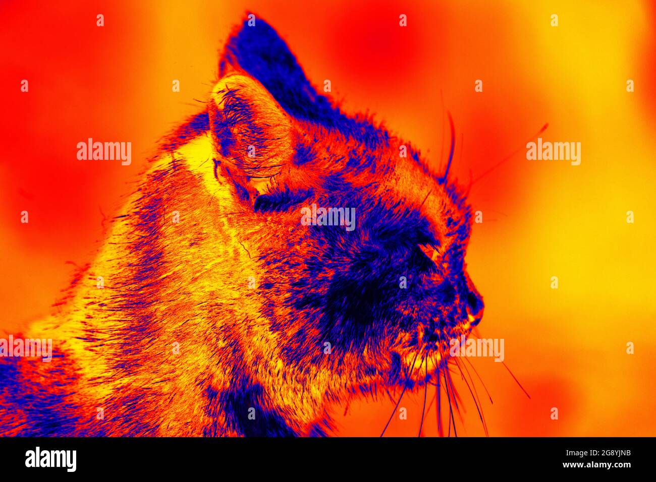 Ritratti di gatto. Scansione della temperatura corporea dell'animale con una termocamera Foto Stock