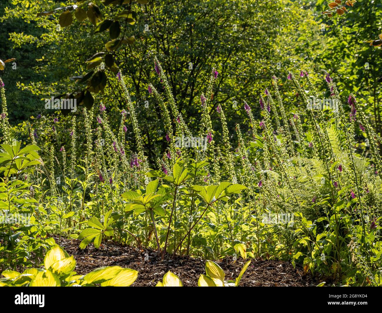 Teste di semi Foxglove retroilluminate che crescono in un giardino britannico. Foto Stock