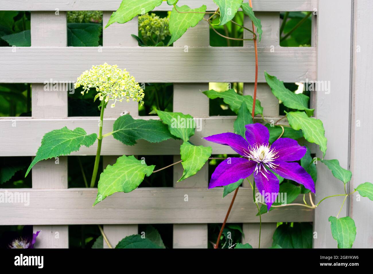 Funzionale ma elegante, questa bella e formale trellis funge da schermo di privacy e aggiunge struttura al giardino. Foto Stock