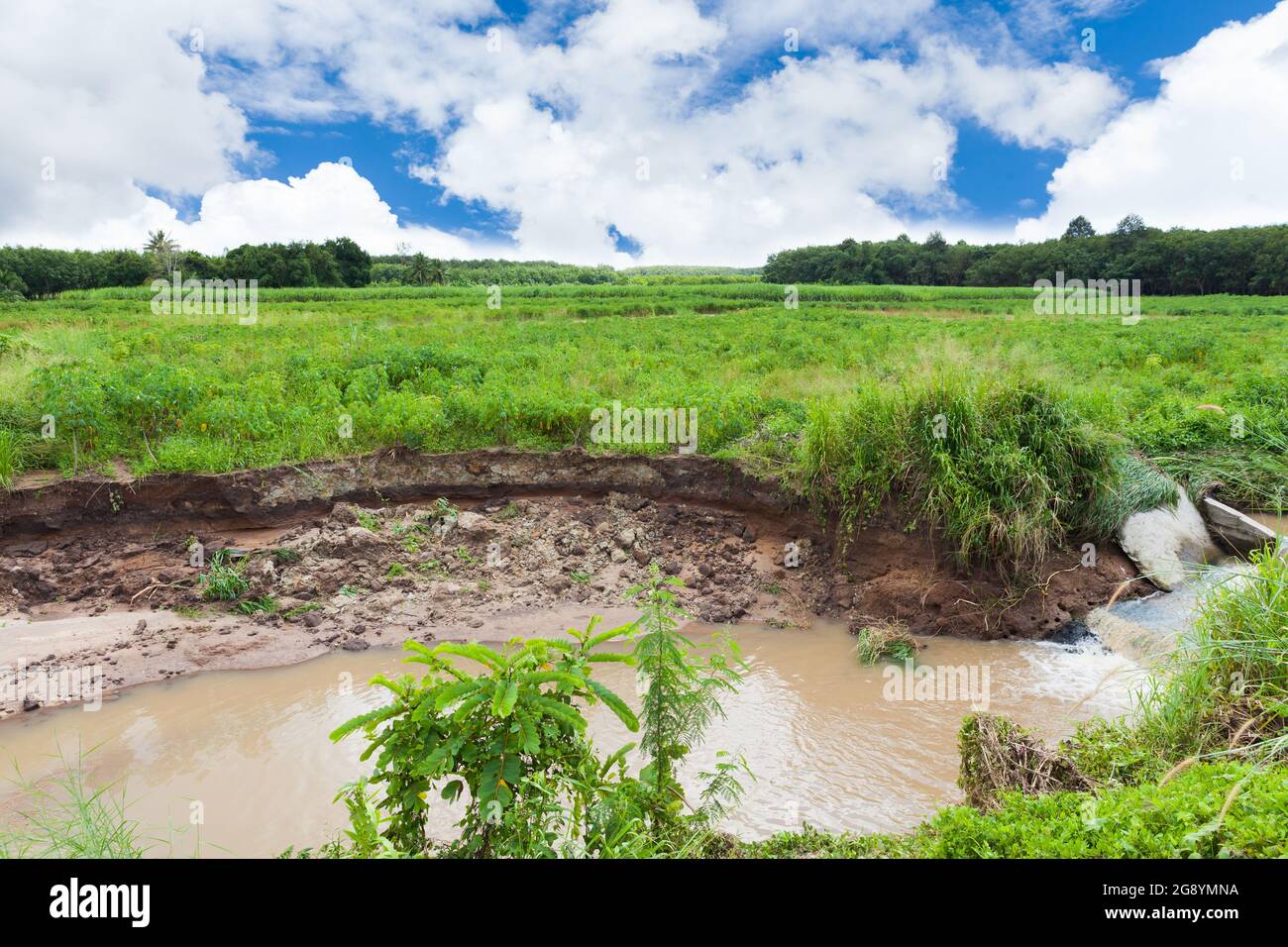 Weir nella zona di coltivazione, erosione dell'acqua attraverso la zona coltivata, degrado del suolo Foto Stock