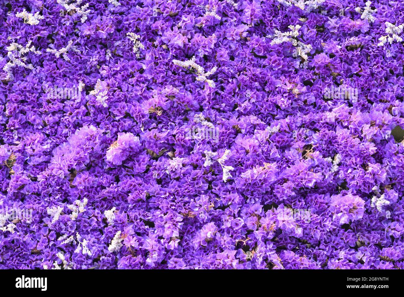 Fiori blu e viola di lavanda marina, statice, caspia, palude-rosmarino in tappeto spesso, piante di limonio. Foto Stock