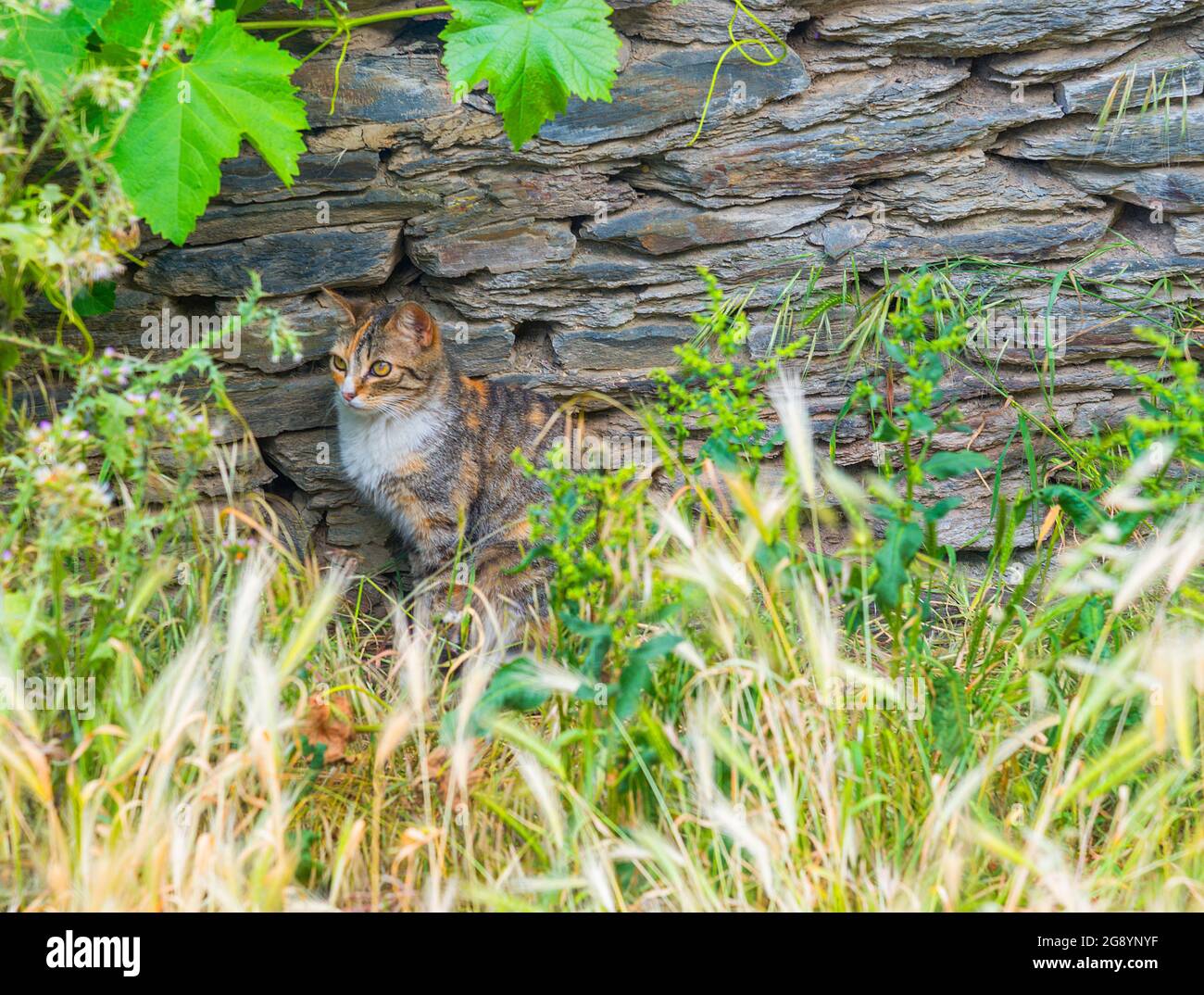 Gatto Calico da un muro di pietra. Foto Stock