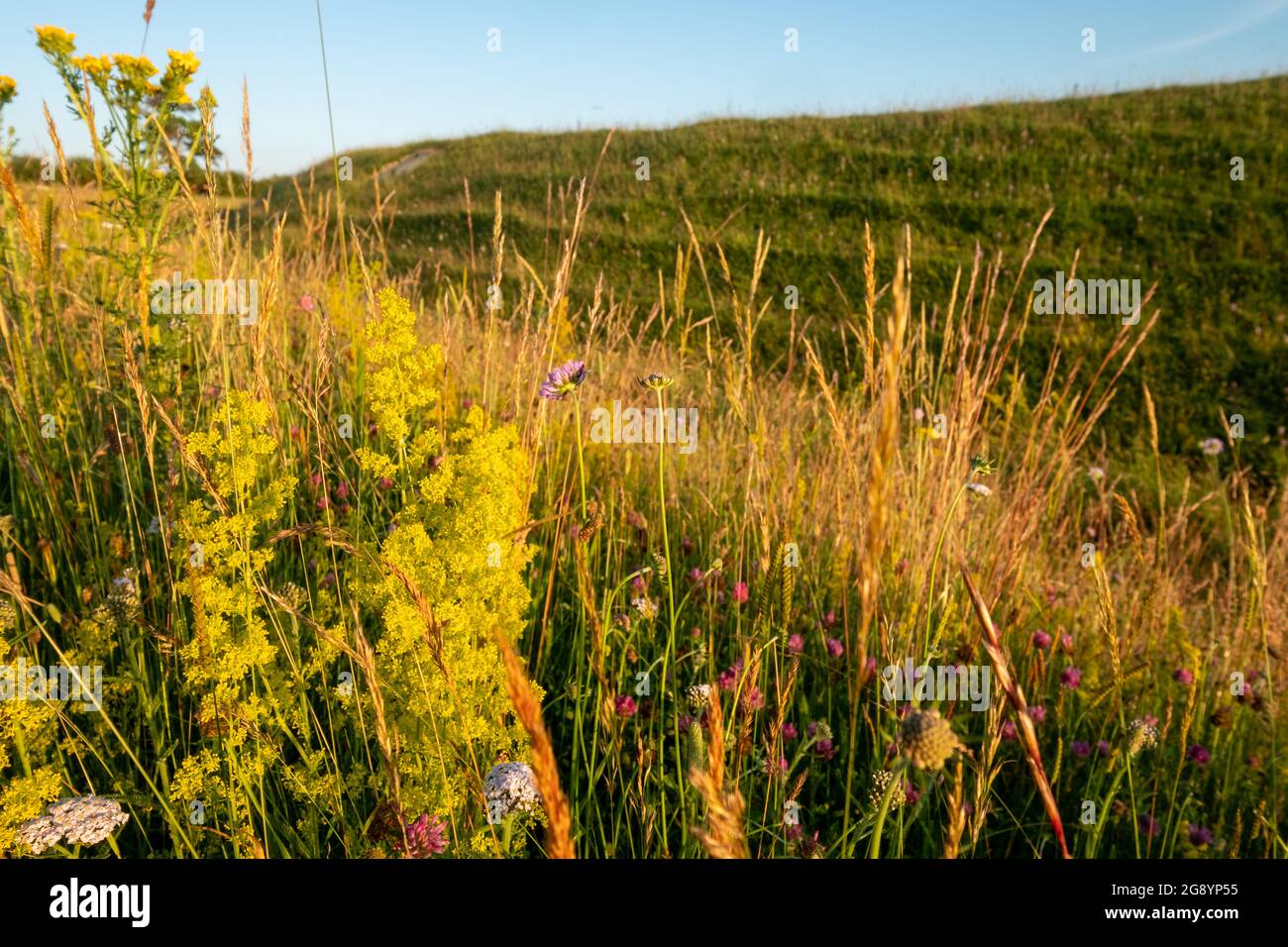 Warham Camp, fortezza dell'età del ferro ben conservata, situata vicino alla zona agricola tra Wrighton e Warham, nel nord del Norfolk, Regno Unito. Prato di fiori selvatici in primo piano. Foto Stock