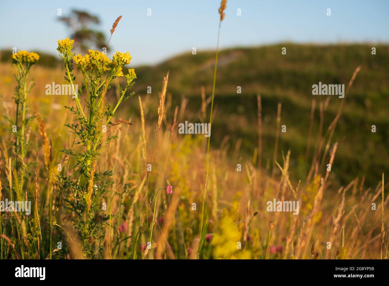 Warham Camp, fortezza dell'età del ferro ben conservata, situata vicino alla zona agricola tra Wrighton e Warham, nel nord del Norfolk, Regno Unito. Prato di fiori selvatici in primo piano. Foto Stock