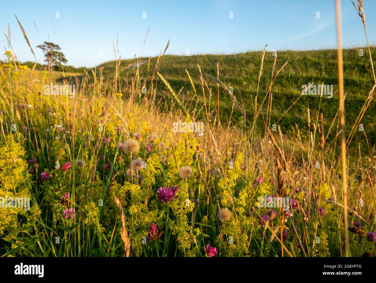 Warham Camp, fortezza dell'età del ferro ben conservata, situata vicino alla zona agricola tra Wrighton e Warham, nel nord del Norfolk, Regno Unito. Prato di fiori selvatici in primo piano. Foto Stock